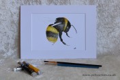 Mounted Print from original watercolour BEE