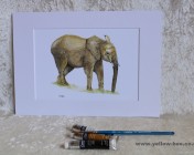 Mounted Print from original watercolour ELEPHANT