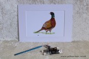 Mounted Print from original watercolour PHEASANT