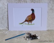 Mounted Print from original watercolour PHEASANT