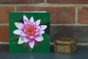 Greetings cards Notelets 5 Printed from an original watercolour WATER LILY